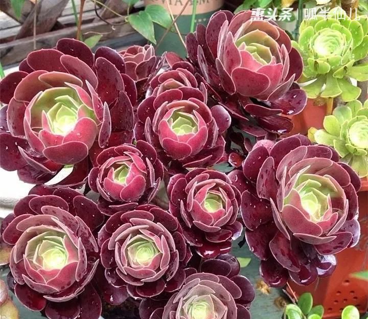  #上名#傻傻分不清的多肉，就看它这儿，一眼就能叫上名！