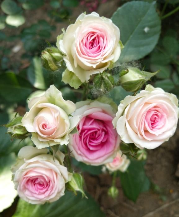 #死翘翘#天热了,别给花乱施肥,小心烧根死翘翘