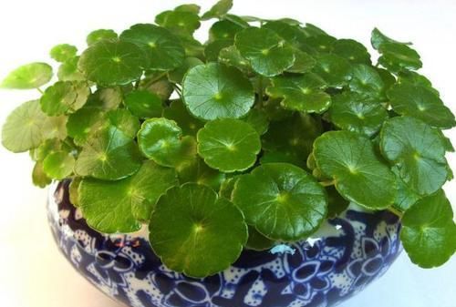  [养花]春天养花就养“它”，什么环境都疯长，叶片圆又大，养的多还旺财