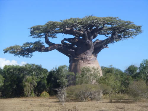  「瓶子树」沙漠里的“生命之树”，能够存2吨水，引进中国后却长