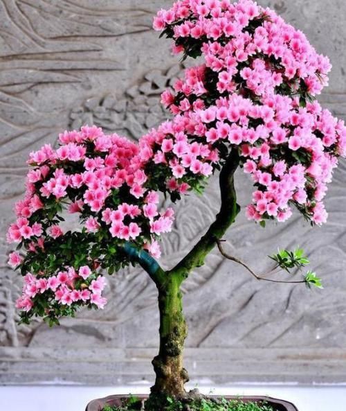  #枝条#在家养杜鹃花不容易成活？记住3点要求，花团锦簇、枝繁叶茂