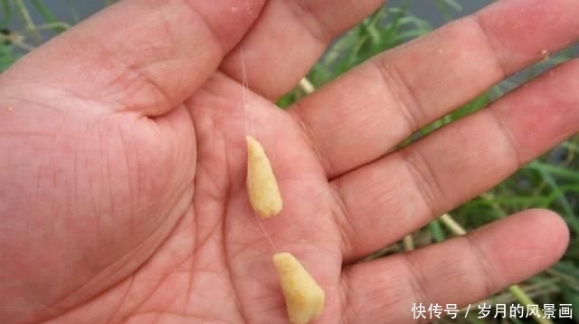  「水口的浅滩」早春钓鱼不要错过这个地方，渔获一定不会差，大部分水域都有