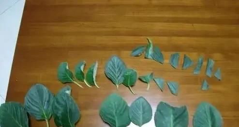  「种喜」3种喜阴花，放在北阳台，少晒太阳，少管它，清清爽爽开满花