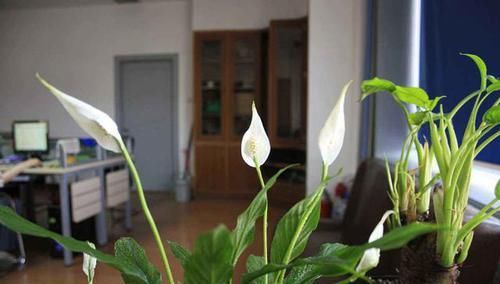  『花朵非常』养花就养三种“吸水花”，浇水越多长的越好，容易养活开花好看