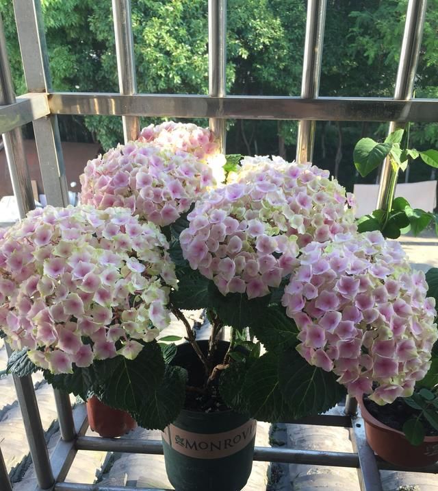  #花木#忘了绿萝吊兰吧，这种盆栽花木，花期长，好看又好养，更值得拥有