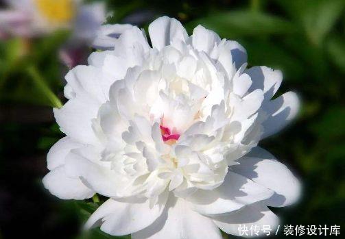 【宝莲灯】人间四月,就养这5款花卉,繁花似锦花期长,家里养出小花园