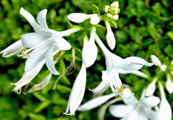 『适合』适合养在“书房”的4种花,缓解疲惫感,既养眼,还不落俗