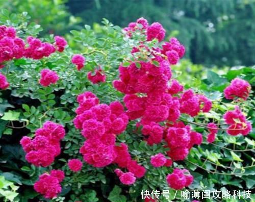 【艳丽】阳台养一盆爬藤花,花色艳丽,花香浓郁,邻居看了都羡慕!