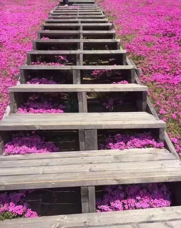 慎养■这花要慎养,每年砍掉3麻袋,照样蹭蹭长