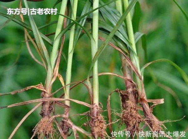  [根部]农村人称“回头青”的野草，牲畜都不喜欢食用，其实根部