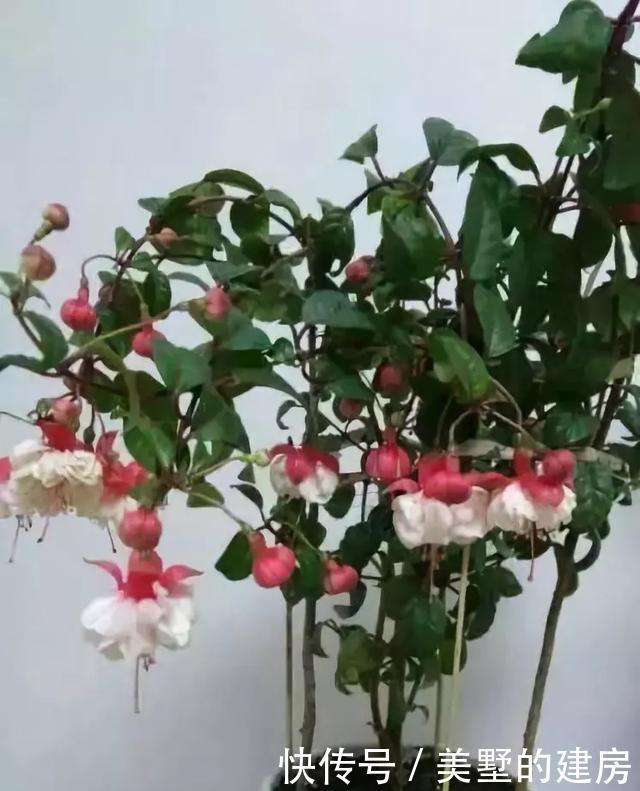 停歇|2种“开花机器”,一年300多天不停歇,养2盆,天天有花看,值
