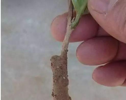 速度|扦插茶花的1个小诀窍,生根速度和成活率提高数倍,蹭蹭疯长