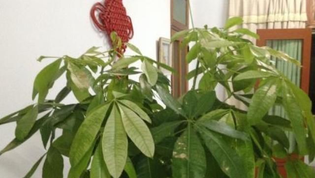  『喜欢』发财树和芦荟，好看又好养，喜欢就养上1盆，放客厅美观又合适