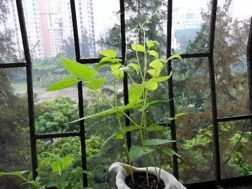  技巧：阳台“豆”菜乐园，将豆类盆栽蔬菜栽培技巧统统收集在此！