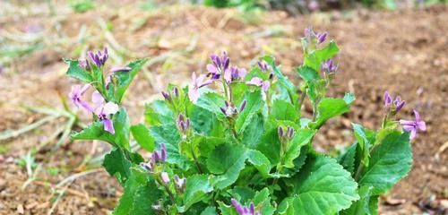  『人称』这东西，人称“诸葛菜”，含丰富维生素与胡萝卜素，遇见请重视！