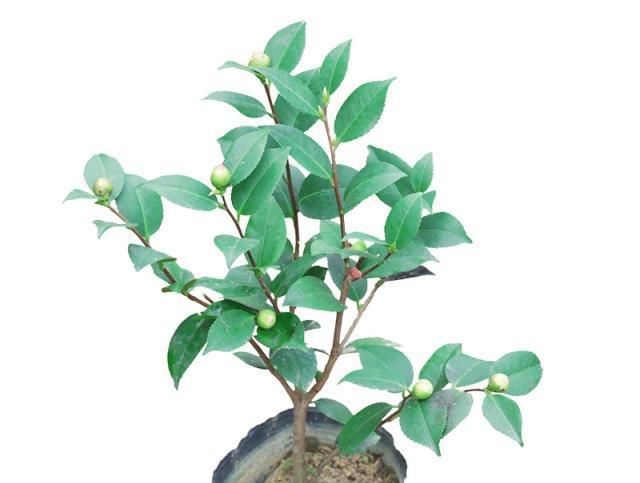  空气湿度：有哪些因素影响到茶花生长？如何让它生长枝繁叶茂？