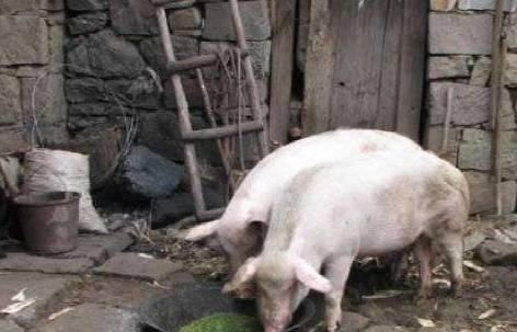  【猪肉】猪肉价格持续上涨，回农村养猪有出路吗？两个问题要考