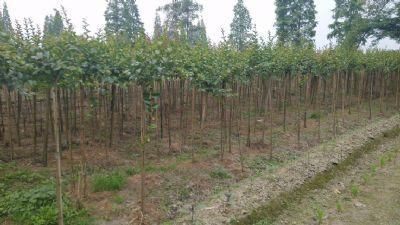  「种植的苗木」村民跟风种植苗木，种植多年卖不掉，还不如种庄稼，这是为啥呢