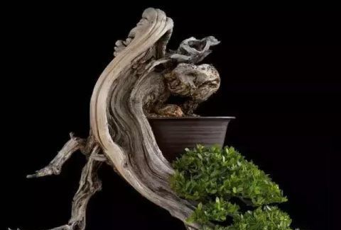 一组悬崖盆景佳作欣赏 可上九天揽月 可下五洋捉鳖