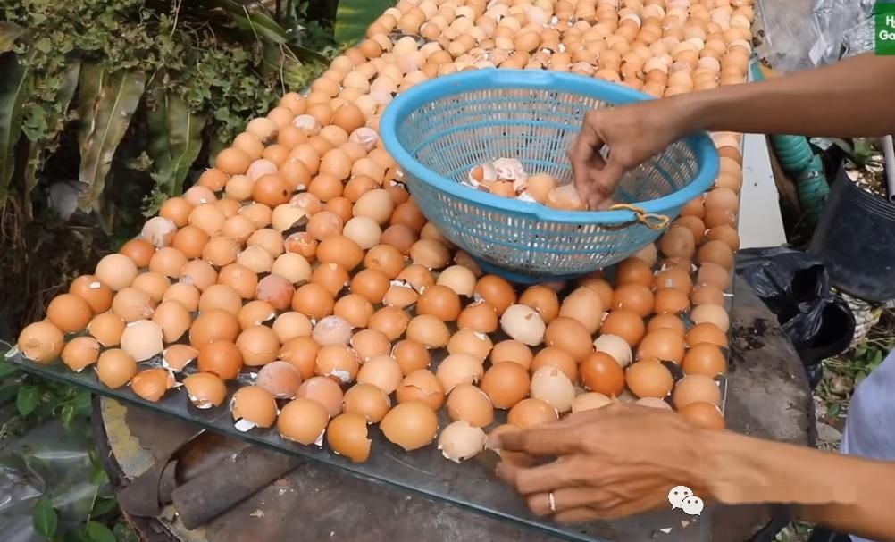  「种菜」鸡蛋托就能种菜，这么好的东西扔了就是浪费！