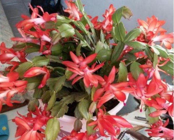  [油绿]夏天蟹爪兰叶片“犯蔫”，做好3点，安稳度夏，叶片油绿，花朵多