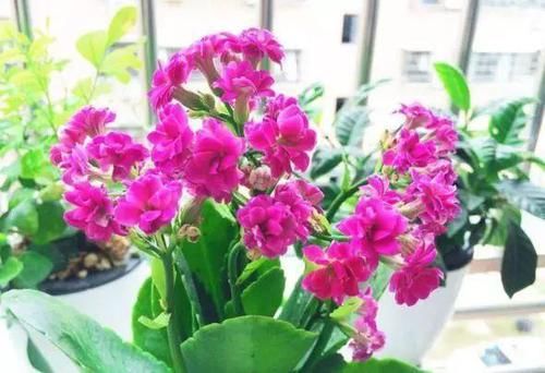  『阳光充足』长寿花喜温暖、湿润和阳光充足的环境，花色浓艳丰富，花色品种多