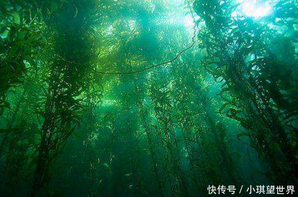 世上最清澈的海:透明度达66米,很多船只进去了就出不来