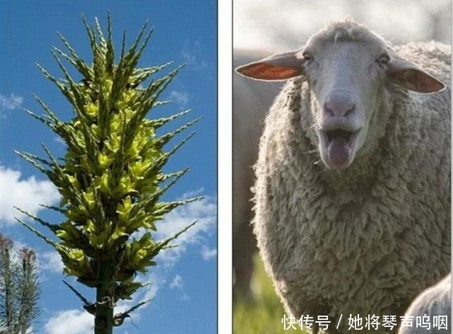  『传说』传说中的“彼岸花”、“断肠草”，在现实中，是否真实存在呢？