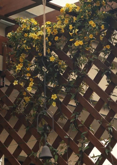  『繁星花』喜欢玫瑰，就养“高端玫瑰”卡罗拉，花色红艳似火，热情奔放