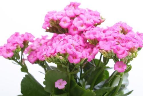  [更多]长寿花这样养护，花期更久，花苞不停开！买一次，可以养很久