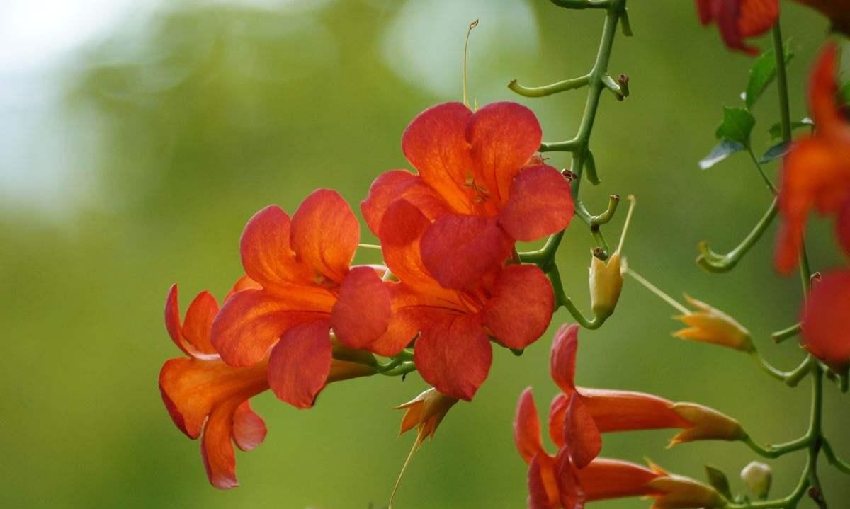  『凌霄花』院子养花千万别错过此花，不仅好看还好闻，一眼望去就是彩色花海