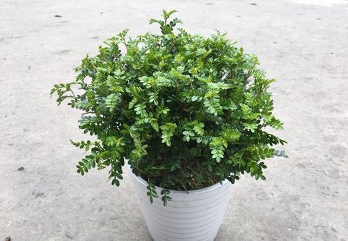  清香木■1种可以驱蚊的植物，比绿萝还好养，耐寒又耐热，养一盆飘香满屋