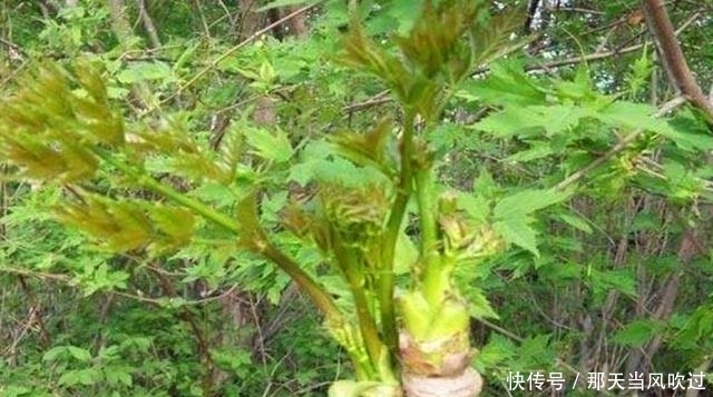 农村这种野树随处可见，过去老农看到就砍伐，却不知嫩芽卖80一斤