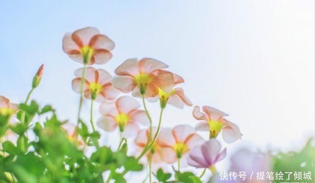 #不到#不到1平方的窗台,被她养成小花园,比院子还美!