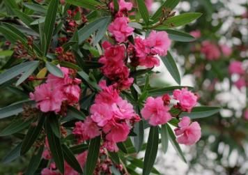 #浇水#1种花魅力大,都知有毒,却仍受追捧,只可远观不可亵玩,毒美人