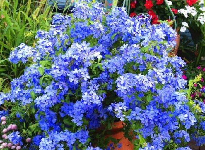 「爆香紫」“4种花”花朵硕大、花期长,一开就是300天,观叶又赏花!