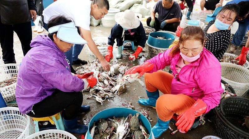  上市@中秋节前梭子蟹大量上市，连云港每天上岸30多万公斤，畅销