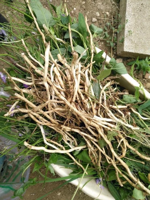  慎养■这花要慎养，每年砍掉3麻袋，照样蹭蹭长