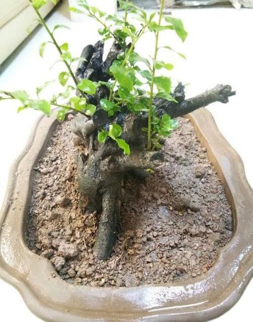  当成盆景■山上捡的“木疙瘩”，种进花盆里，30天长新芽，还能结红果果