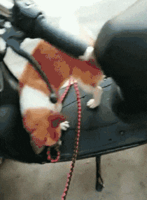  哥们@搞笑gif：哥们玩疯了，你考虑过姑娘的感受吗？