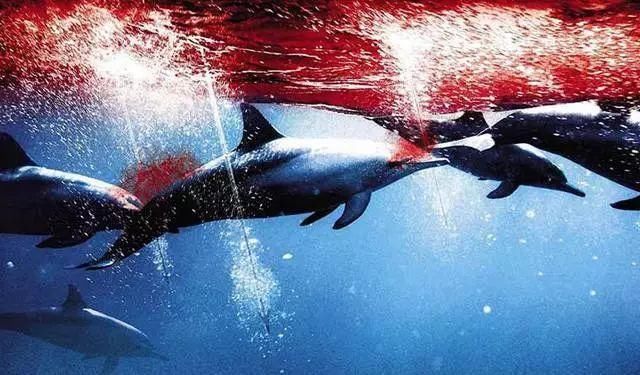 悲报:日本前往南极计划捕杀333头小须鲸!背后