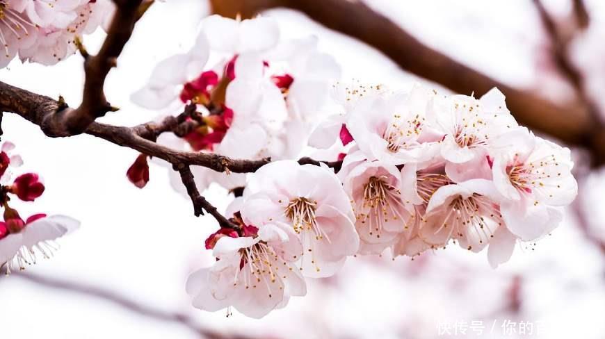 『浪漫』十二个月,十二种花,中国传统花朝节是如此的浪漫美好!