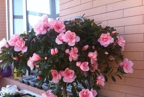  [空气湿度]杜鹃花养不好？遵循3妙招！通点风吃点“药”，湿身最重要