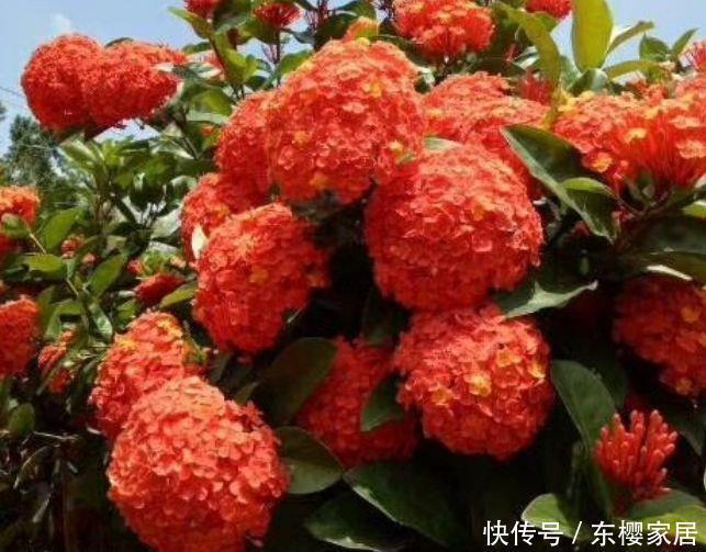 『家里』夏天就养3种花,好养易活寓意好,养家里,美的出奇福运到