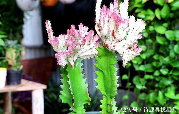  「漂亮」这几种多肉有毒！虽然漂亮 但家里有孩子的话最好还是不要养殖了