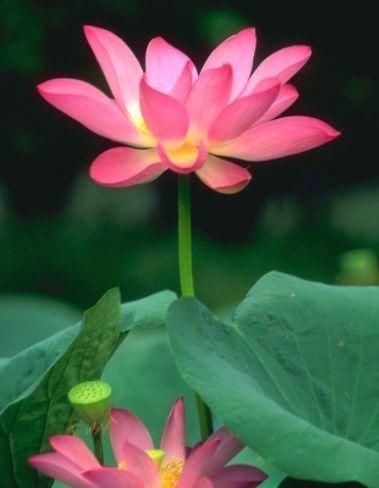  『玫瑰』喜欢玫瑰，不如养盆“优良荷花”敖汉莲，花开冷艳高贵，清香袭人