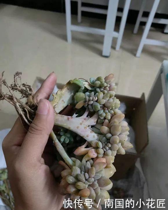  『图片作者』多肉变成白菜价，几毛钱1棵，有的都白送，你买贵了吗？