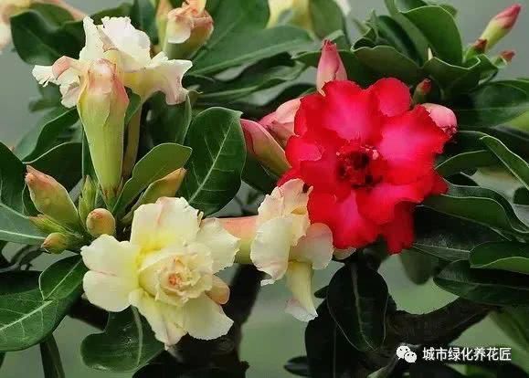  玫瑰：沙漠玫瑰根系似龙爪？做八方根盆景或提根盆景，不浪费完美根系