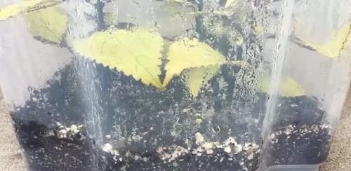  【植物的枝条】买个保鲜盒扦插繁殖盆栽植物，成功率可以提高几倍