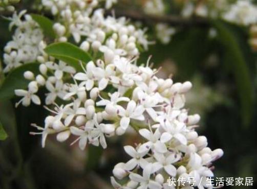  「堪称」盆栽4种植物需谨慎，它们堪称''健康杀手''，很多人却不以为然！
